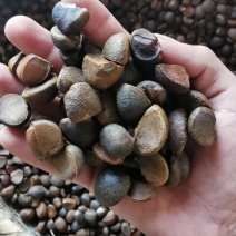 山茶油