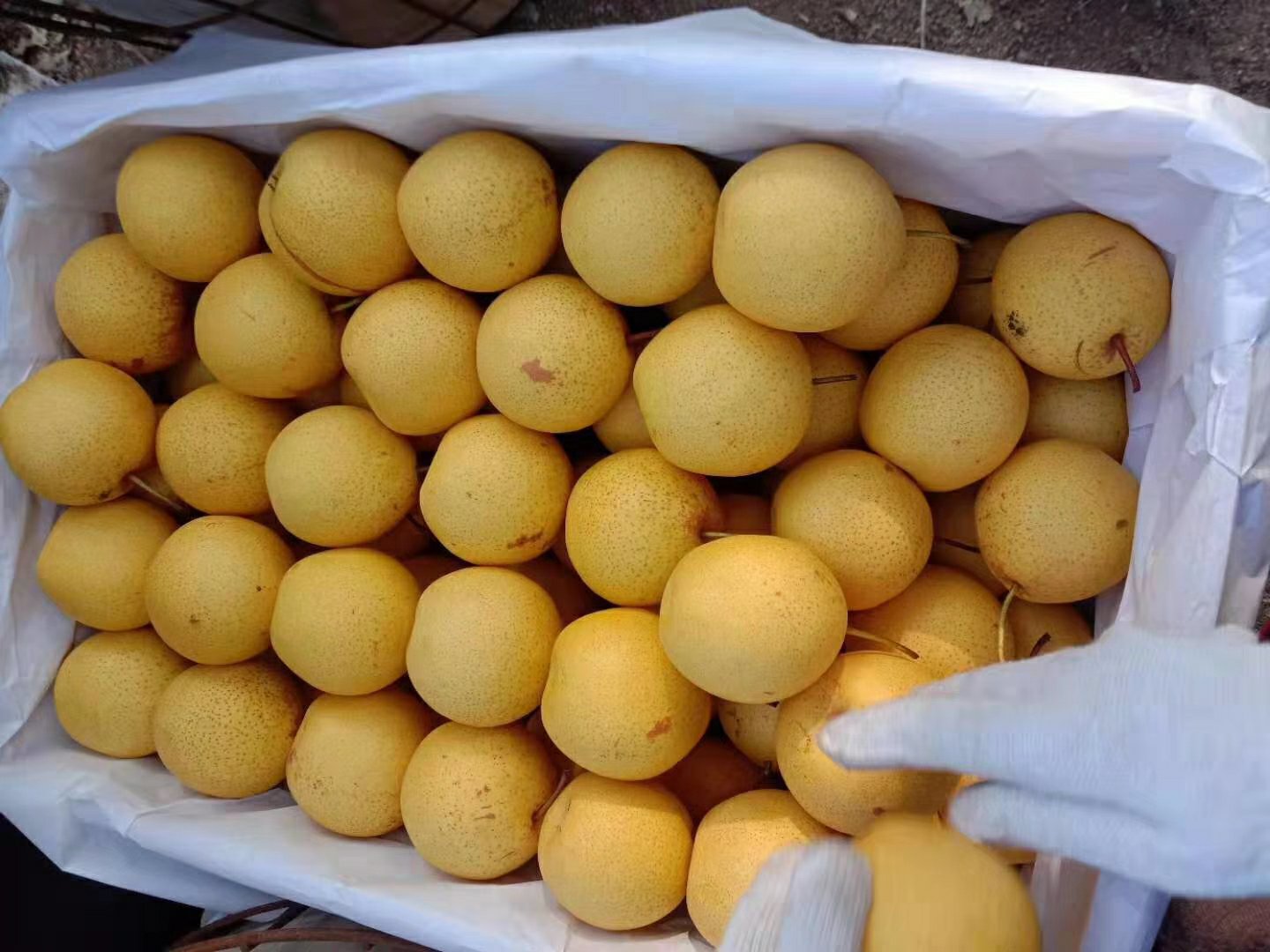 白梨果园的春季景象