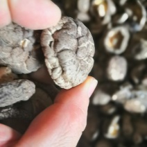 小香菇产地直供量大从优