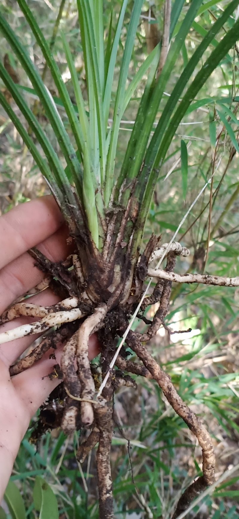 莲瓣兰下山草选购诀窍图片