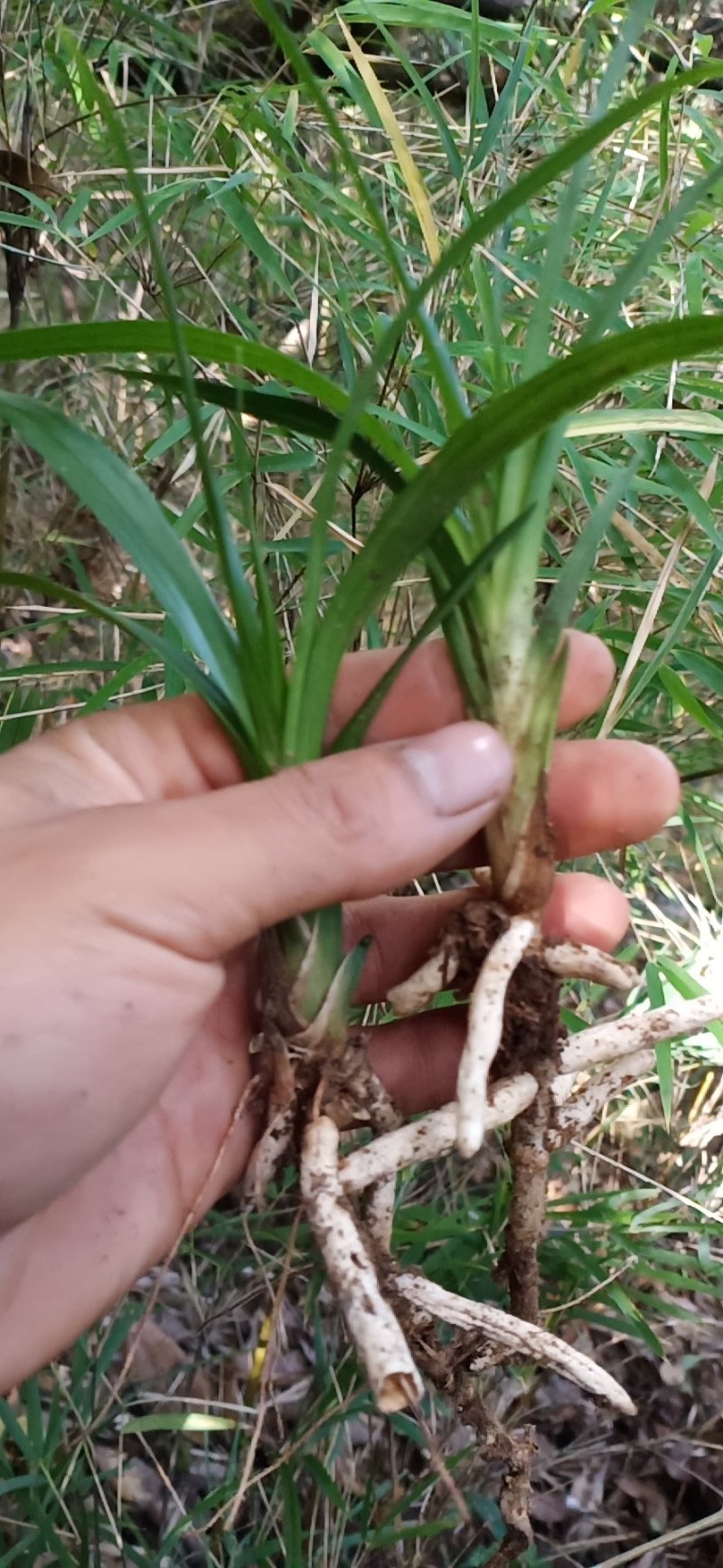 莲瓣兰下山草选购诀窍图片