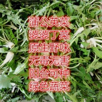 蒲公英种子种籽四季婆婆丁春秋冬季野菜种孑药阳台盆栽蔬菜青