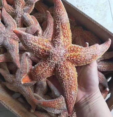 海星,熟冻海星,熟冻发货