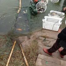 淡水鱼类