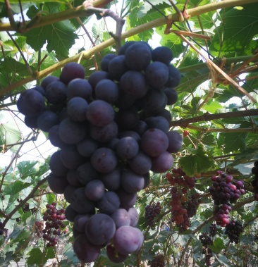 绍兴一号葡萄苗基地直销假一罚十早熟品种丰产性好