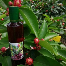 黑老虎苗布福娜果树苗多年生藤本耐寒耐温适应性好