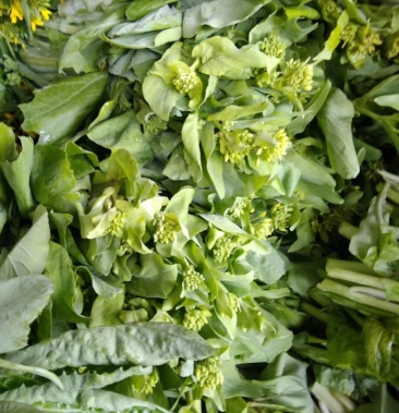 愿生态菜苔甜菜苔甜菜心甜菜花白菜苔桂林菜苔