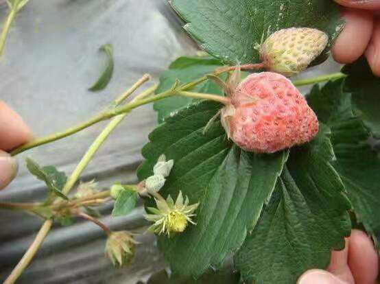 小麦白粉病发病初期症状