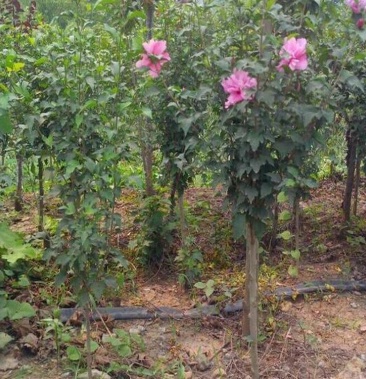 木槿 精品红花木槿 规格齐全基地直销欢迎选购