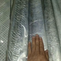 正宗渤海湾纯野生海捕大刀鱼