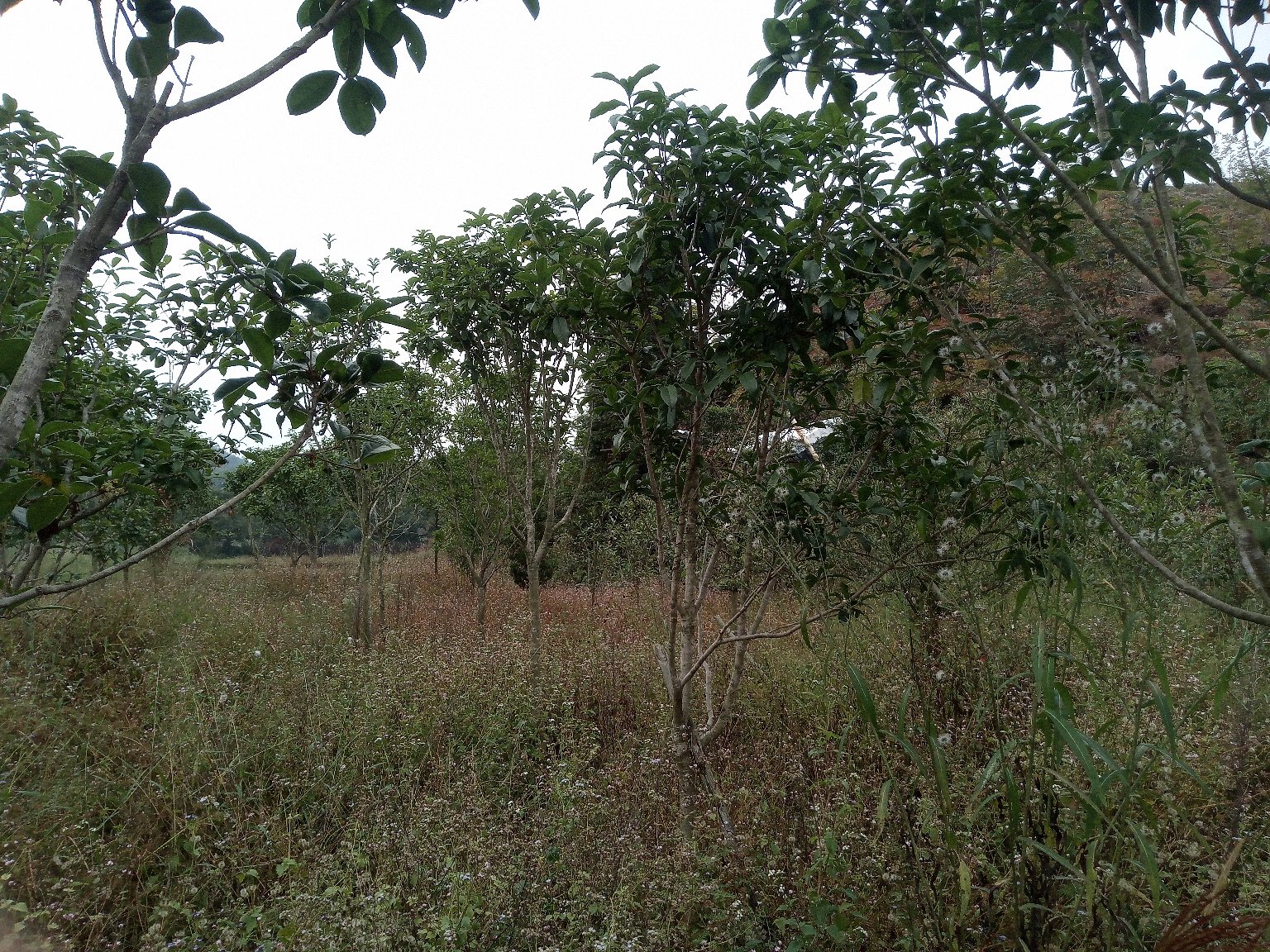 紫薯干加工流程示意图