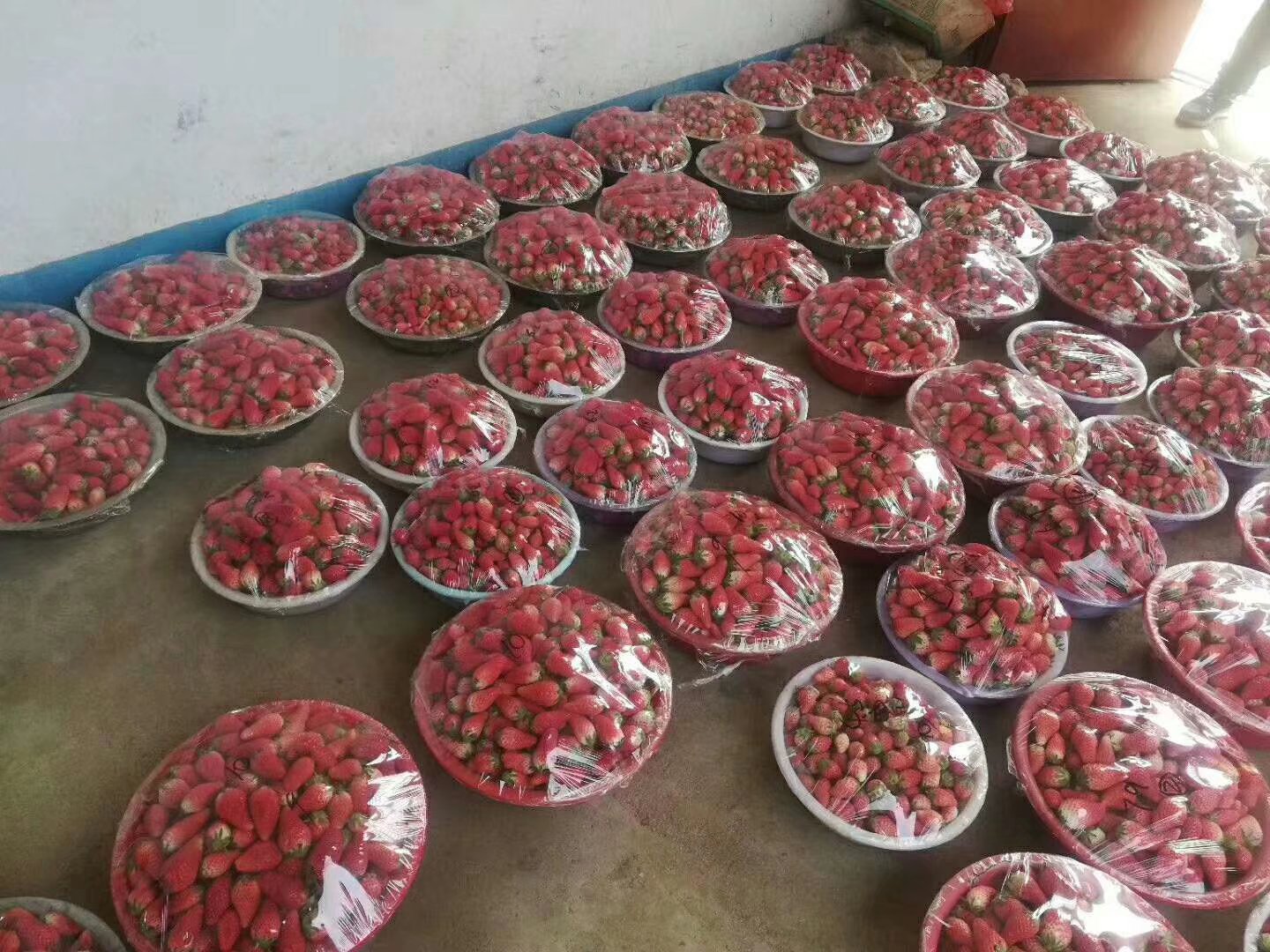 奶油草莓采摘与分级