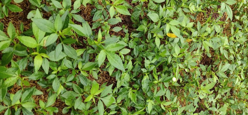 花椒树苗批发价格多少钱一棵呢