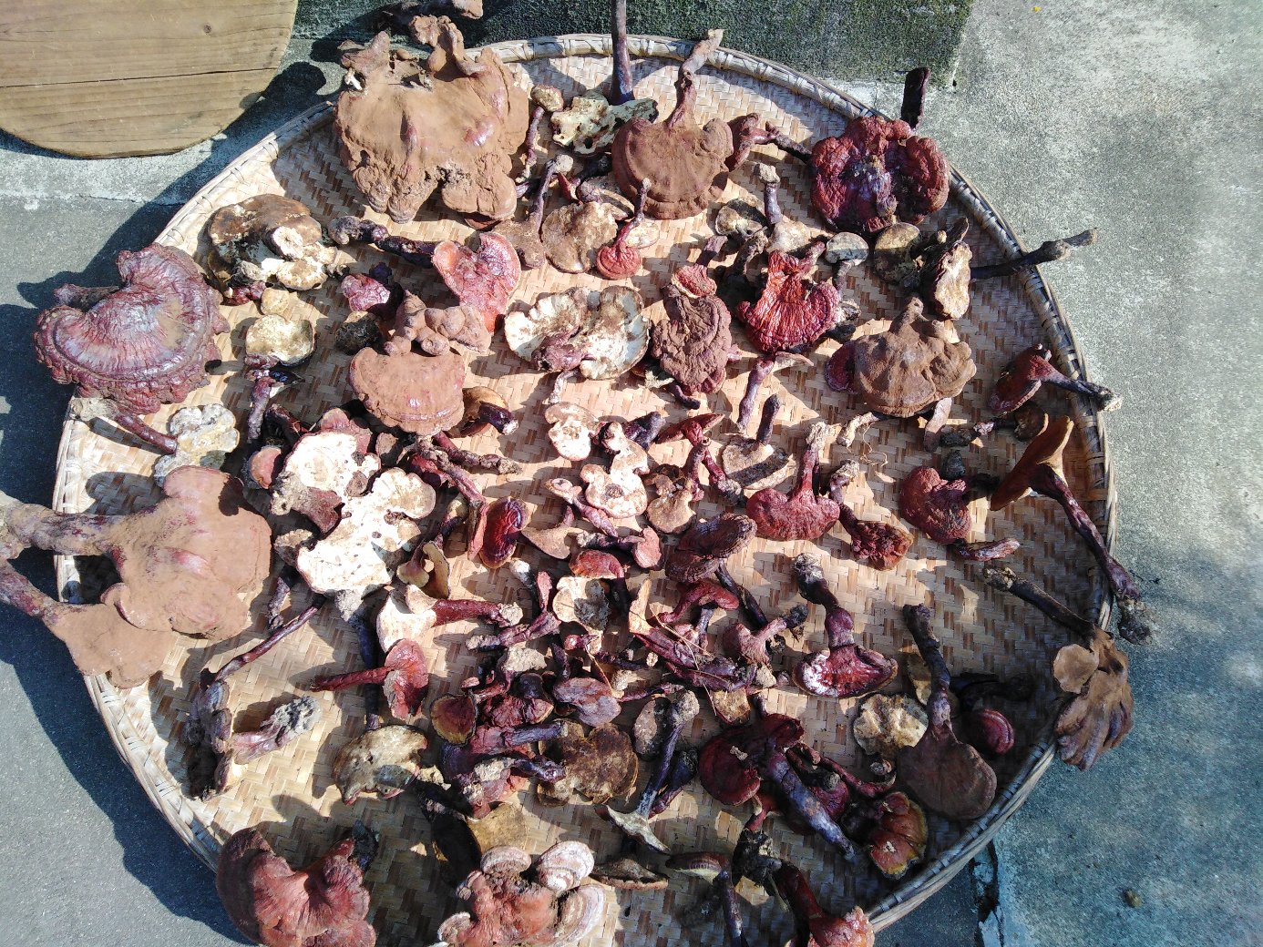 阳光下竹席上整齐铺放的赤灵芝切片,色泽均匀,呈深红褐色,边缘清晰,背景为传统农家院落,体现自然晾晒工艺 晾晒中的柞木赤灵芝切片