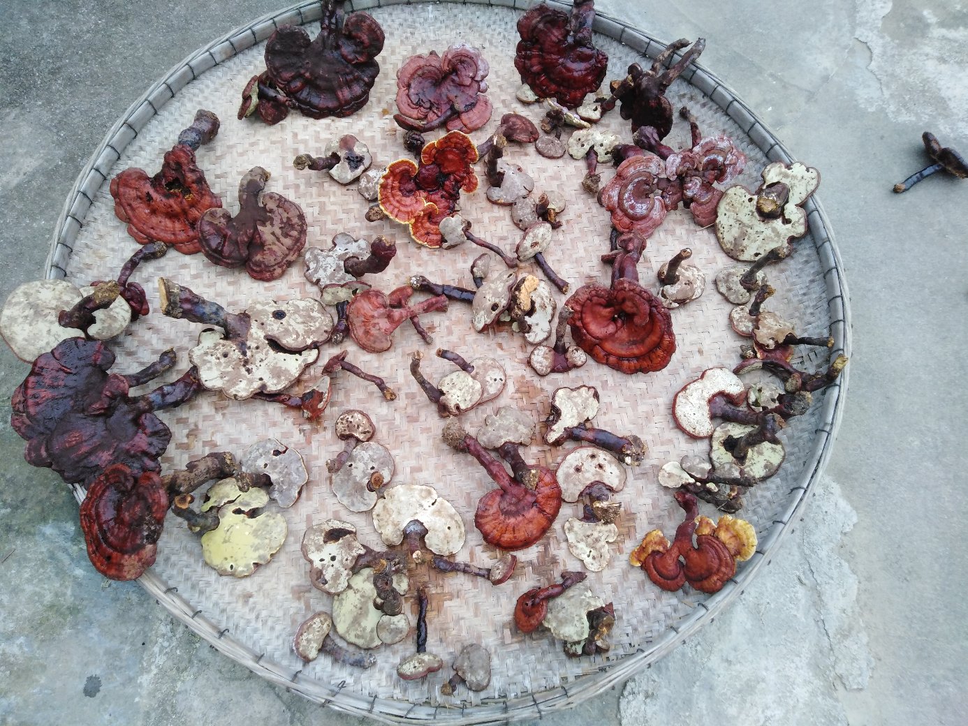 竹灵芝与普通赤芝对比图示