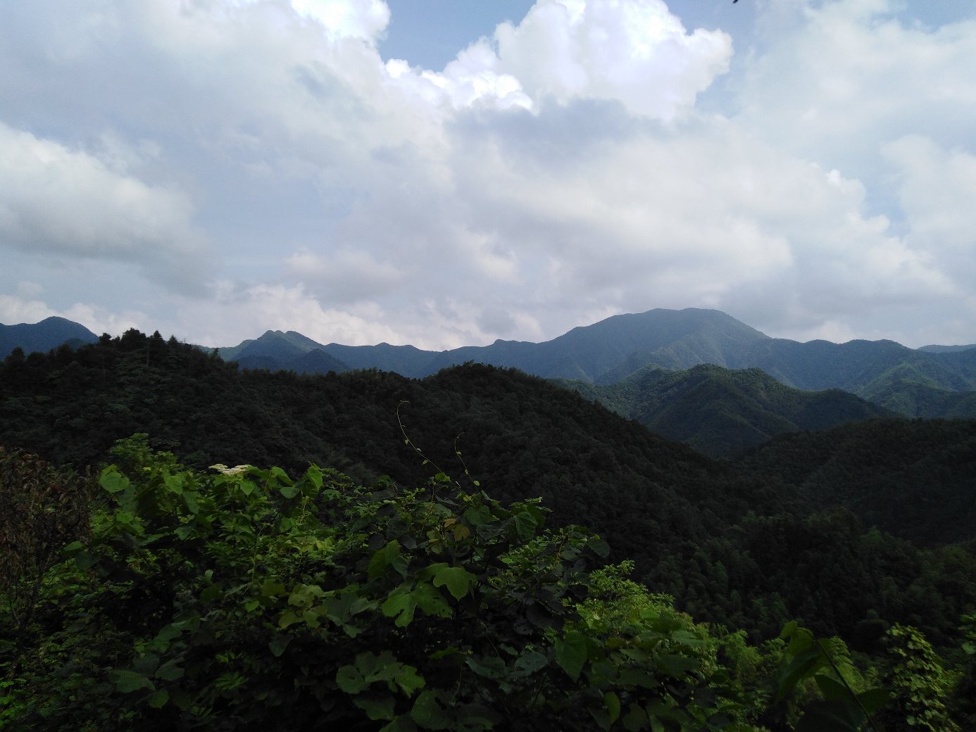 一棵高大的青冈树上附生着几朵形态饱满的灵芝,背景为晨雾缭绕的山林 青冈树上的灵芝