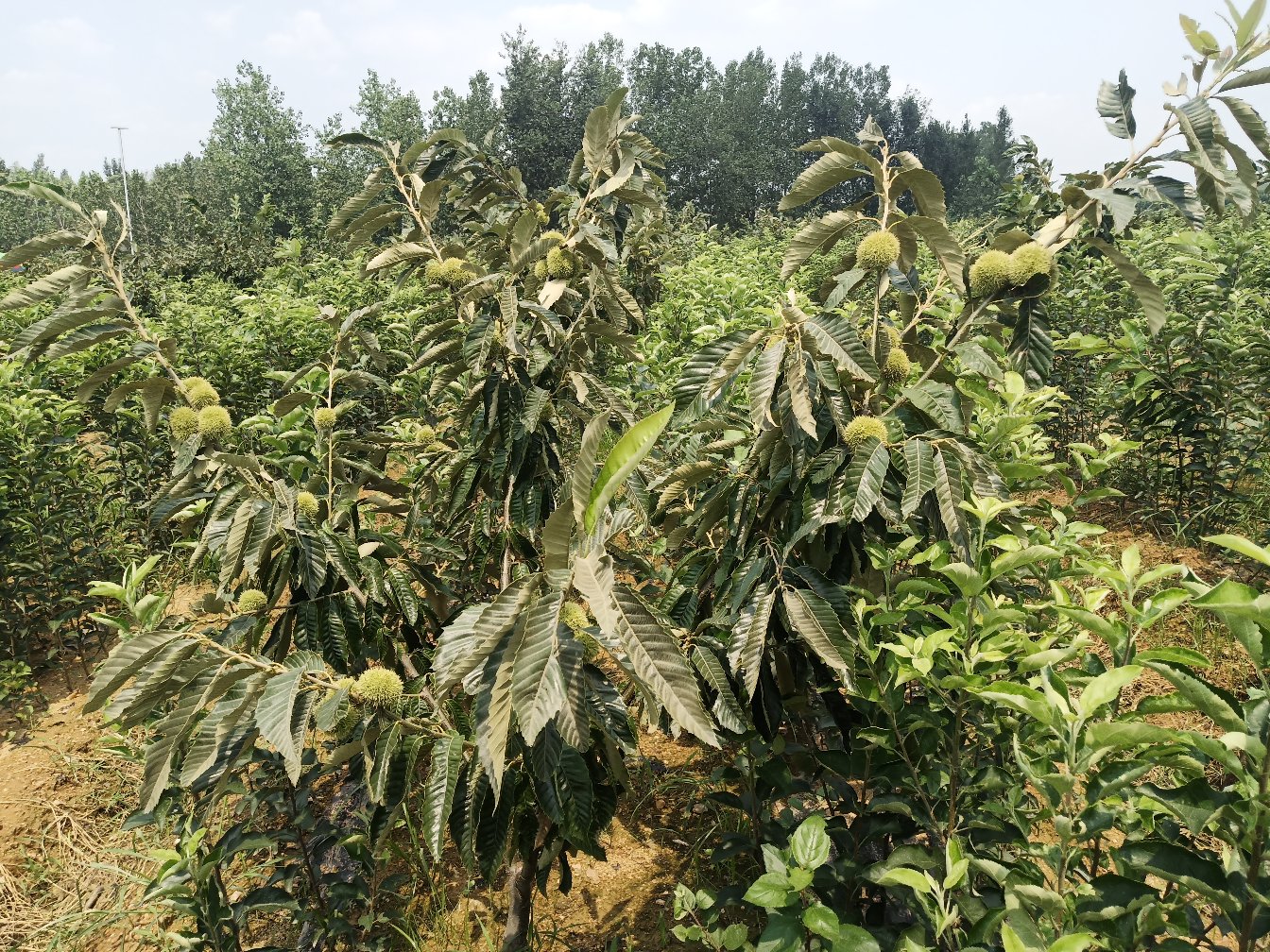 迁西板栗成熟期果园实景