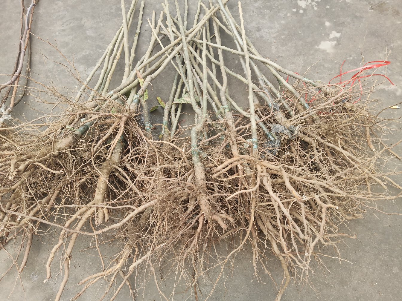 迁西板栗种植季节示意图