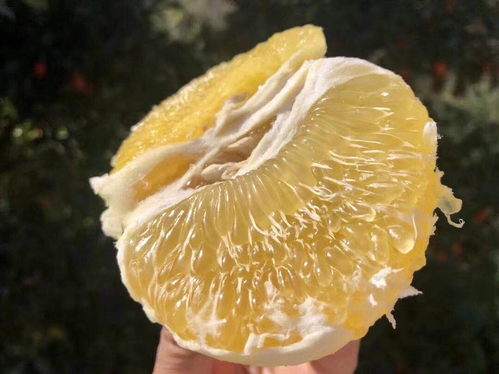 苏坂蜜柚果肉特写,展示其晶莹剔透、汁水丰富的特点 苏坂蜜柚果肉特写