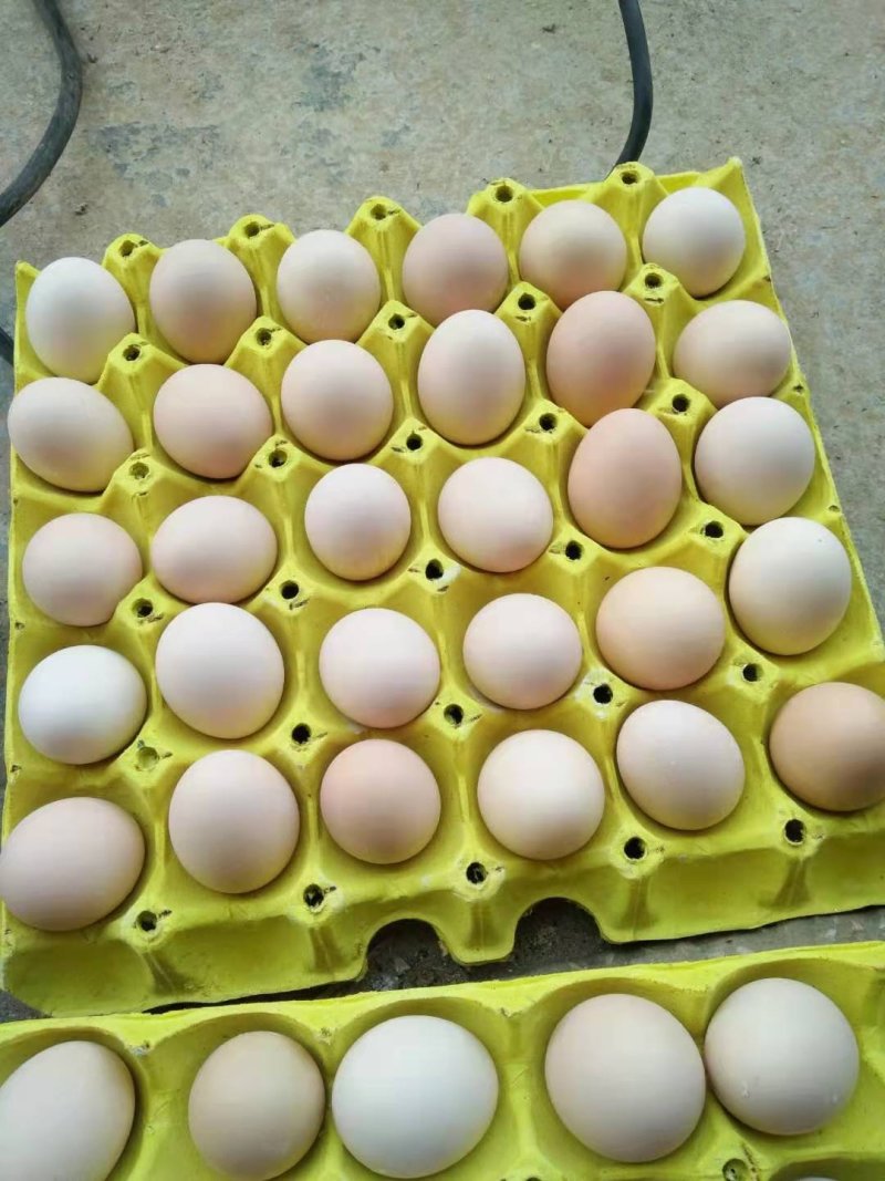 鸡蛋红心鸡蛋50斤,45斤