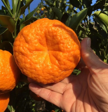 晚芦椪柑云南椪柑货源充足口感甜价格便宜现摘产地直