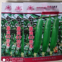 金盛达盛油20丝瓜种子