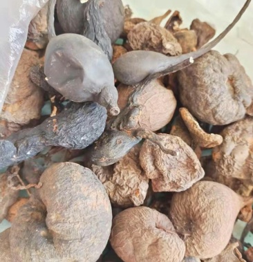 [乌灵参批发]乌灵参价格1400.00元/斤 - 一亩田