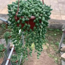 佛珠吊兰小吊盆栽