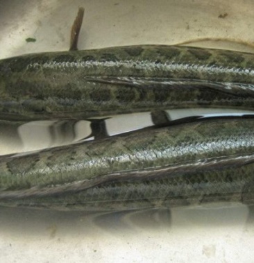 生鱼黑鱼淡水鱼蛇鱼长期供应大量有货