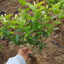 直批5-6年茉莉花苗春季半成苗白色双瓣茉莉花苗园林绿化