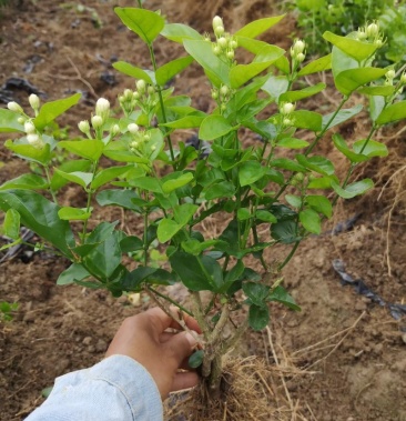 直批6年茉莉花苗春季半成苗白色雙瓣茉莉花苗園林綠化工程苗