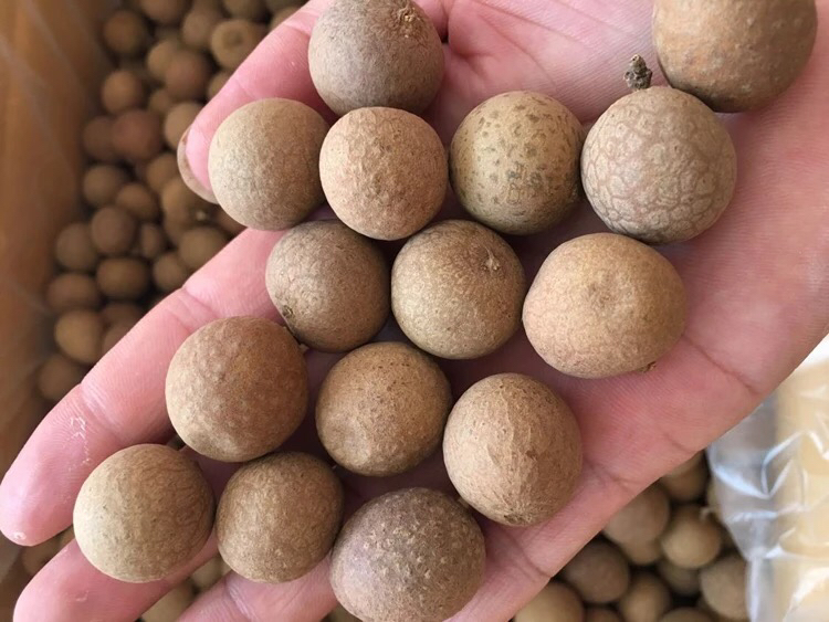 桂圆果实与营养成分展示图