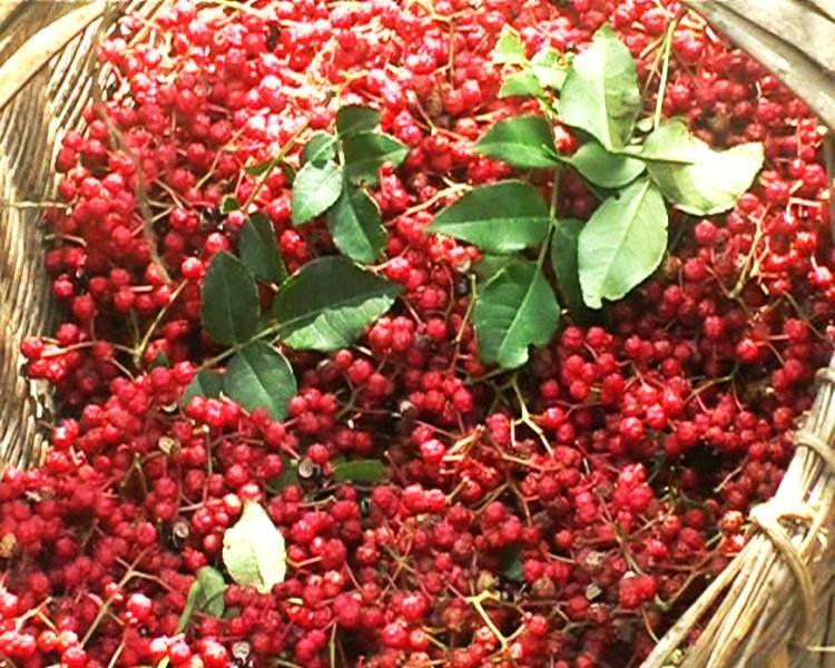 55号椒实物展示图