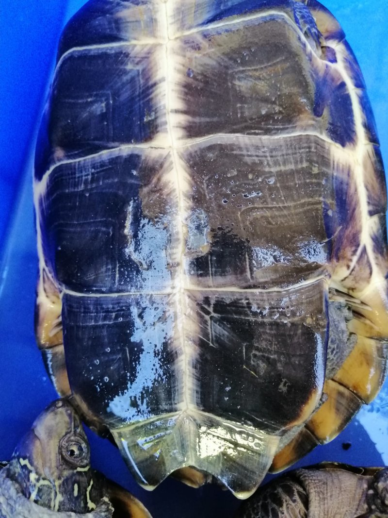 外塘中华草龟1.5到2.3斤2.5斤到3.5斤纯外塘养殖