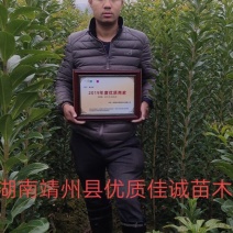 包邮乌梅孛荠黑炭杨梅树苗，提供技术支持量大从优