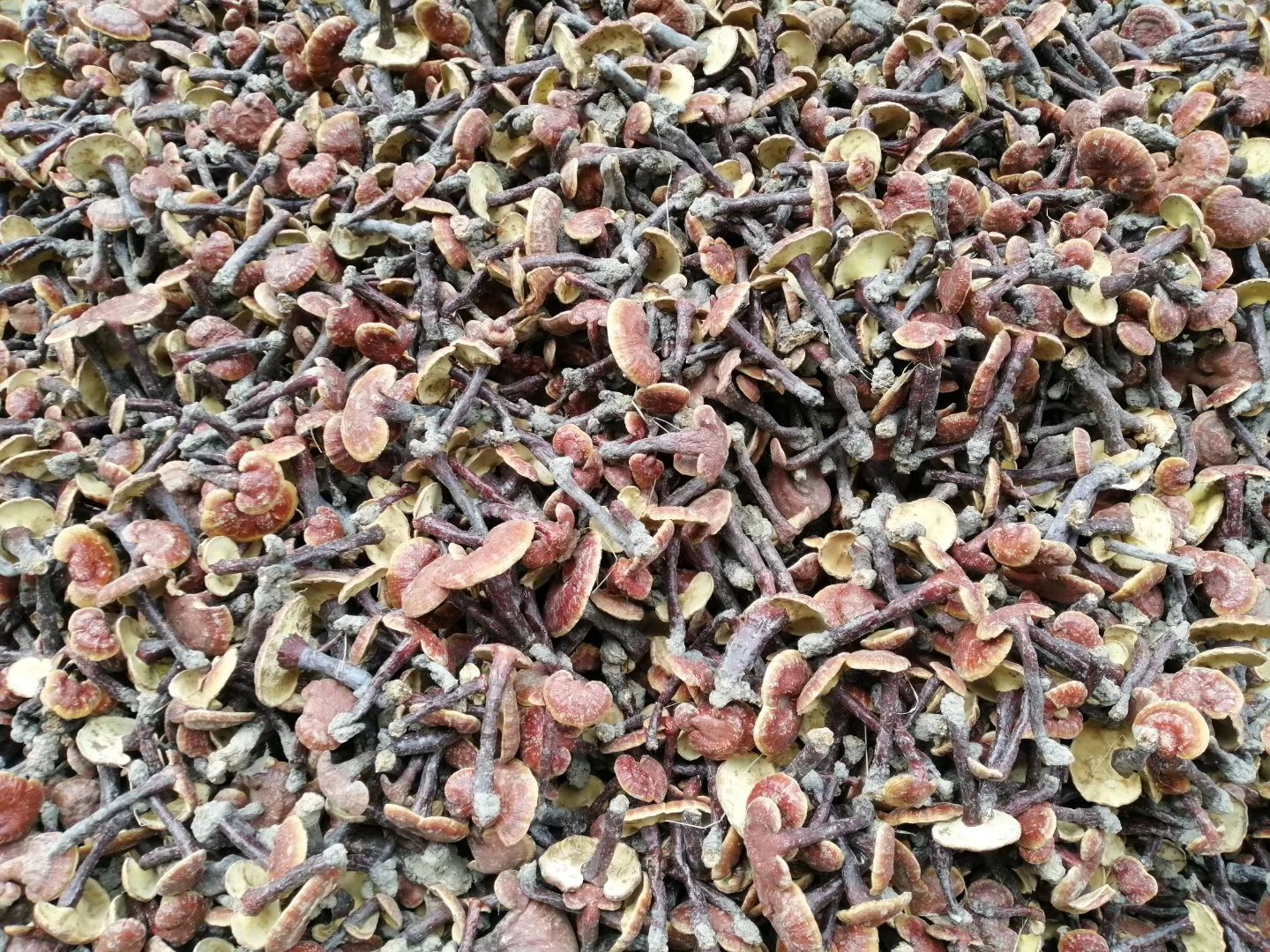 一组干燥后的无柄赤芝整齐排列在竹席上,呈深红色至紫褐色,形状规则,无菌柄,表面光亮,部分已被切成薄片,旁边配有玻璃罐包装成品,背景为传统中药铺风格 无柄赤芝干品展示图