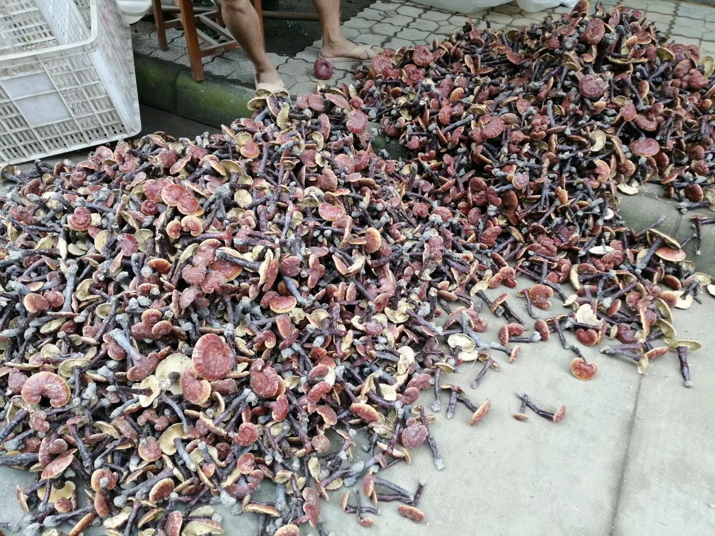 一张木质托盘上整齐摆放着多种中药材:左侧为切片的赤灵芝,呈红棕色;中间为丹参,根部紫红色;右侧为三七粉,颜色土黄;背景为模糊的中药房书架,上方放置玻璃瓶装药材,整体构图突出药材之间的搭配关系,传达‘复方配伍’的中医理念 赤灵芝与其他中药材组合展示