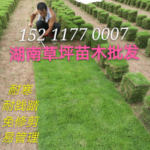 郴州马尼拉草皮基地直销带土发货