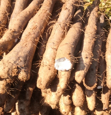 [山药批发]桂林淮山价格1.60元/斤 - 一亩田