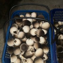 草菇