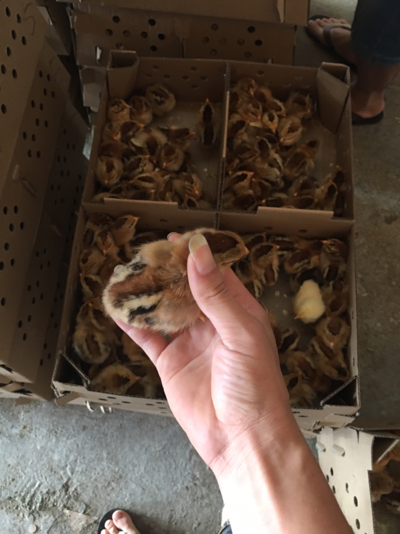 [土鸡苗批发]广西南宁西乡塘区鸡苗 2.