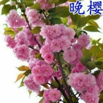 樱花树苗樱花苗南方北方种植四季地栽盆栽庭院樱花树苗樱花苗