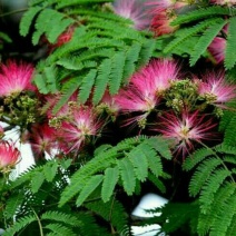 合欢树苗庭院绿化别墅种植地栽盆栽当年开花
