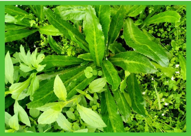 云南大芫荽批发/零售大香菜大叶香菜1-8斤傣味各种配料