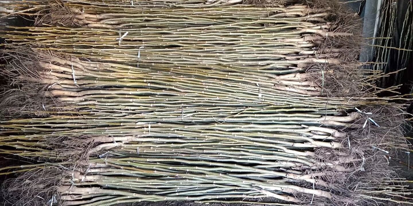 核桃产地分布地图