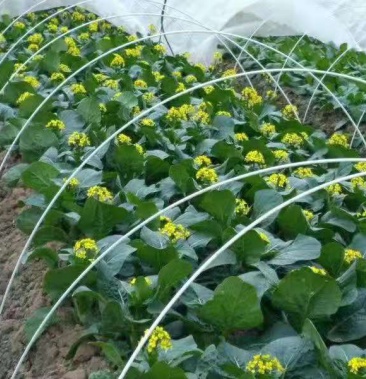 [大棚其它配件批发]保温棚杆 玻纤维杆 玻纤杆 小拱棚支架 代替竹片拱