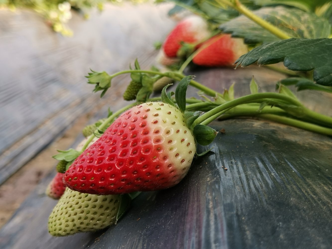 单颗奶油草莓特写：果蒂新鲜翠绿，果面呈现均匀半透明蜜桃粉色，表面覆有细腻银白色果霜，果肉隐约可见乳白色脉络