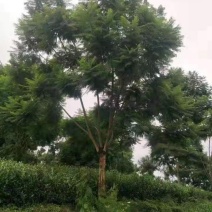 蓝花楹