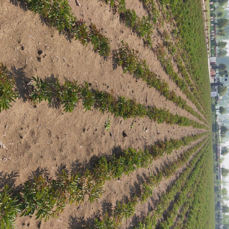 [芍药苗批发]种苗芍药苗1年2年苗,根,籽,花均可入药,全身都是宝.