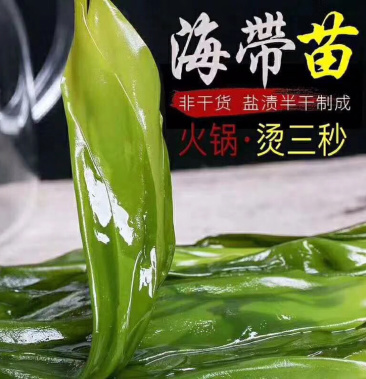 霞浦海带苗海带嫩苗火锅搭档